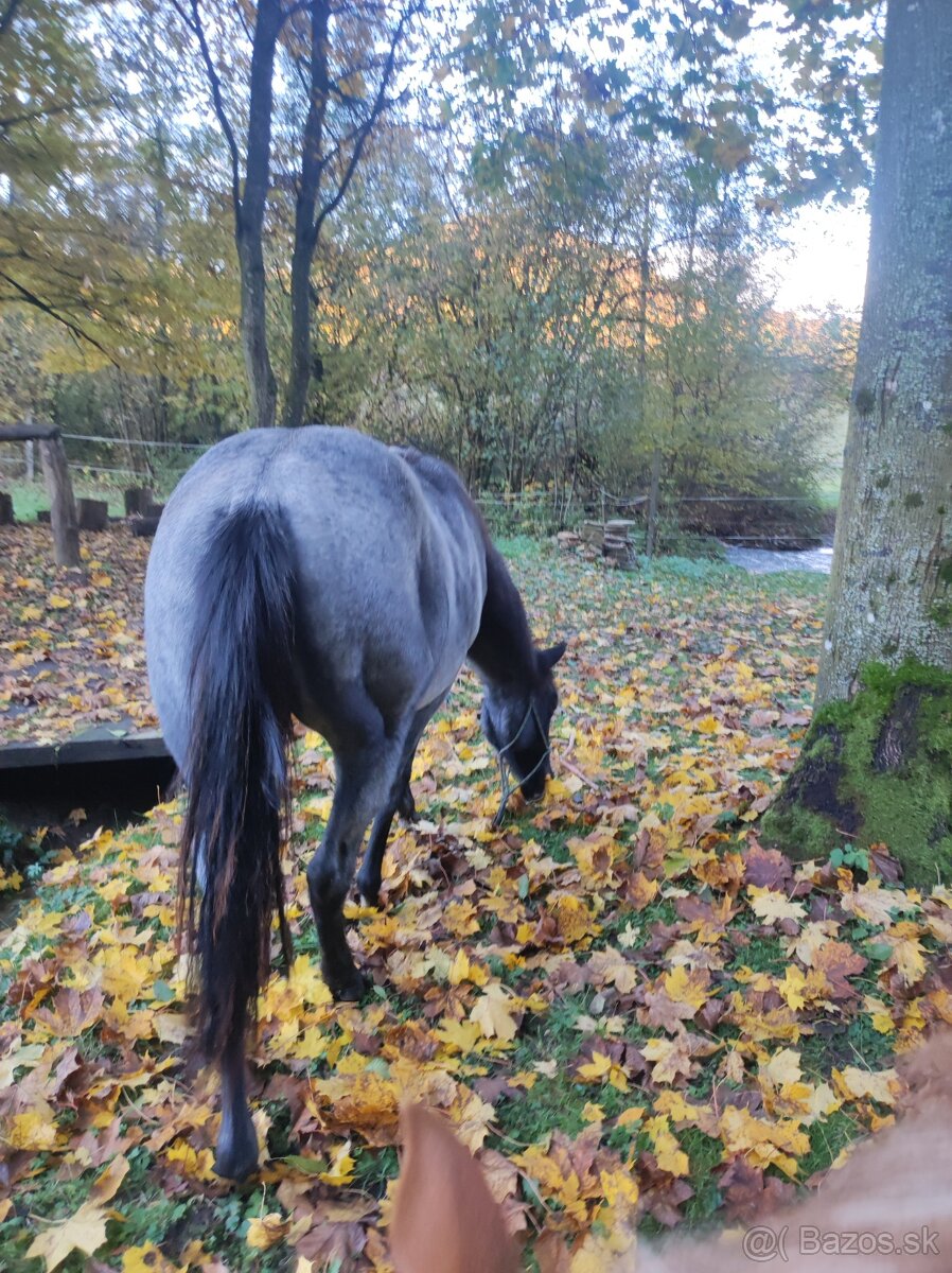 bluegrassfilly1