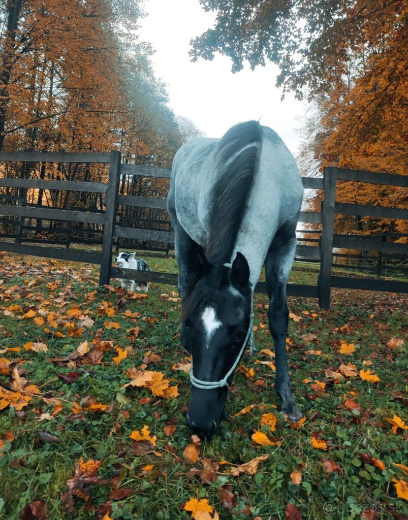 bluegrassfilly3